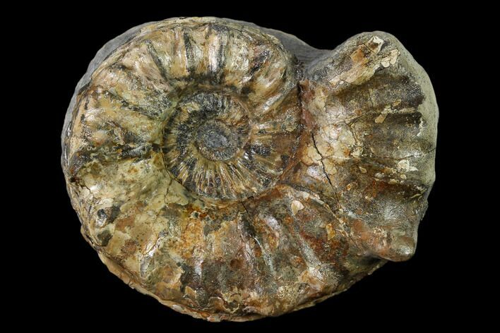 Rare, Horned Ammonite (Prioncyclus) Fossil in Rock - Kansas #136432